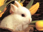 Imagenes Pascua