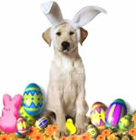 Imagenes Pascua
